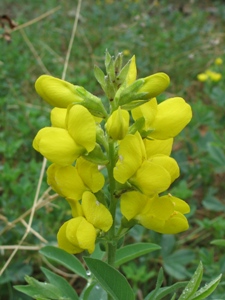 Thermopsis spp.